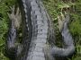 Day02 - 34 * Caiman Claws